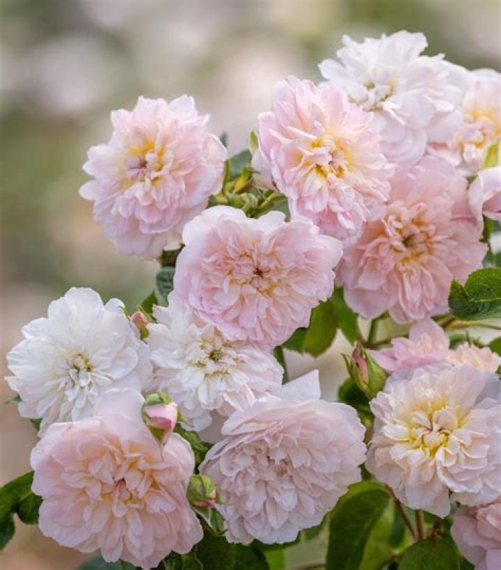 Compartilhar 72+ imagem rosa elizabeth doherty br.thptnganamst.edu.vn