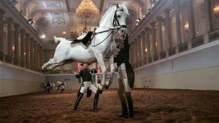 Dancing Horses
