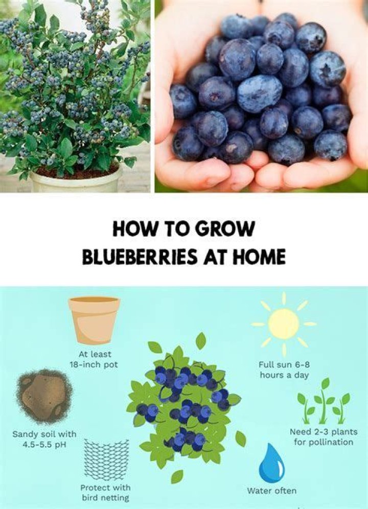 How to Grow Blueberries
