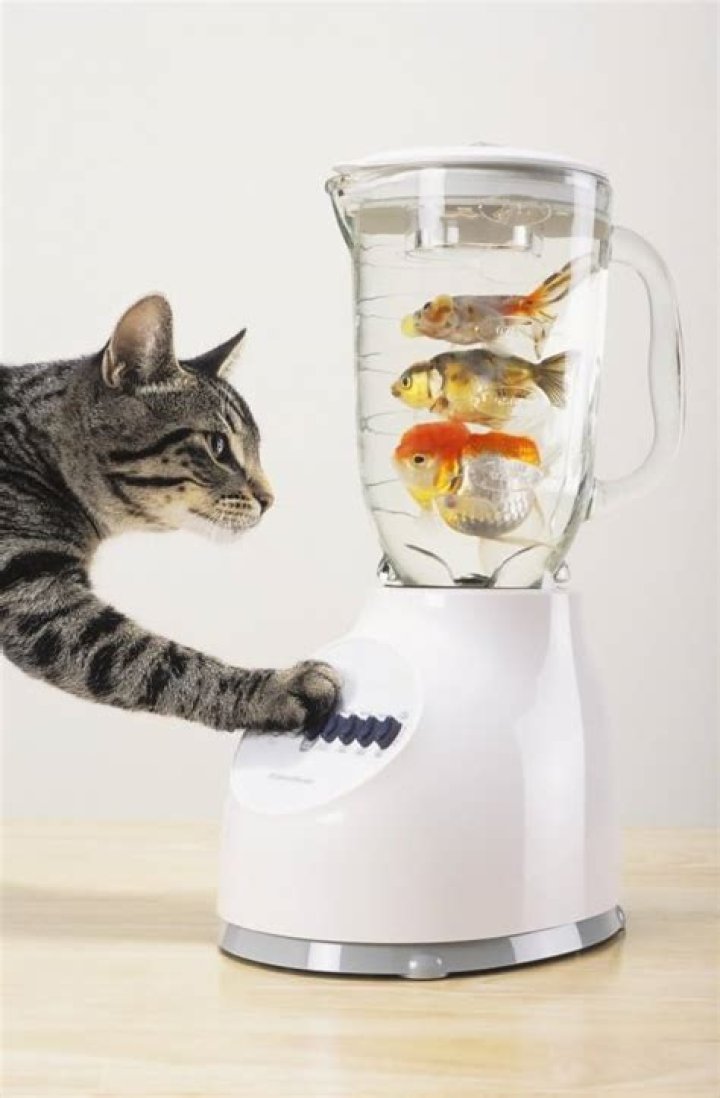 Kittens In A Blender Jar