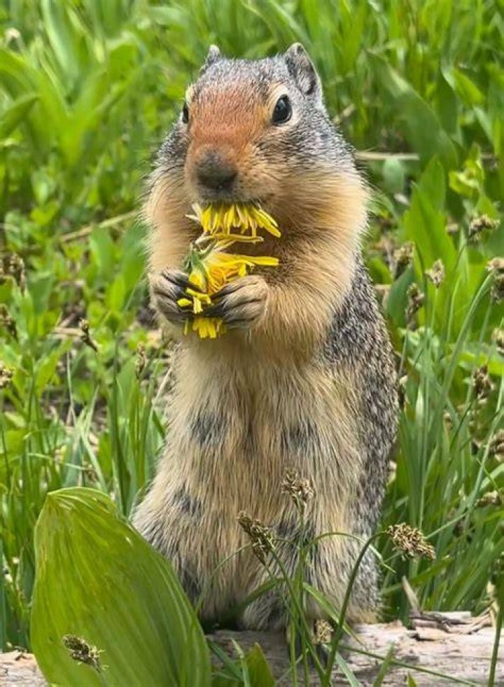 Snacking Squirrel Sick Day